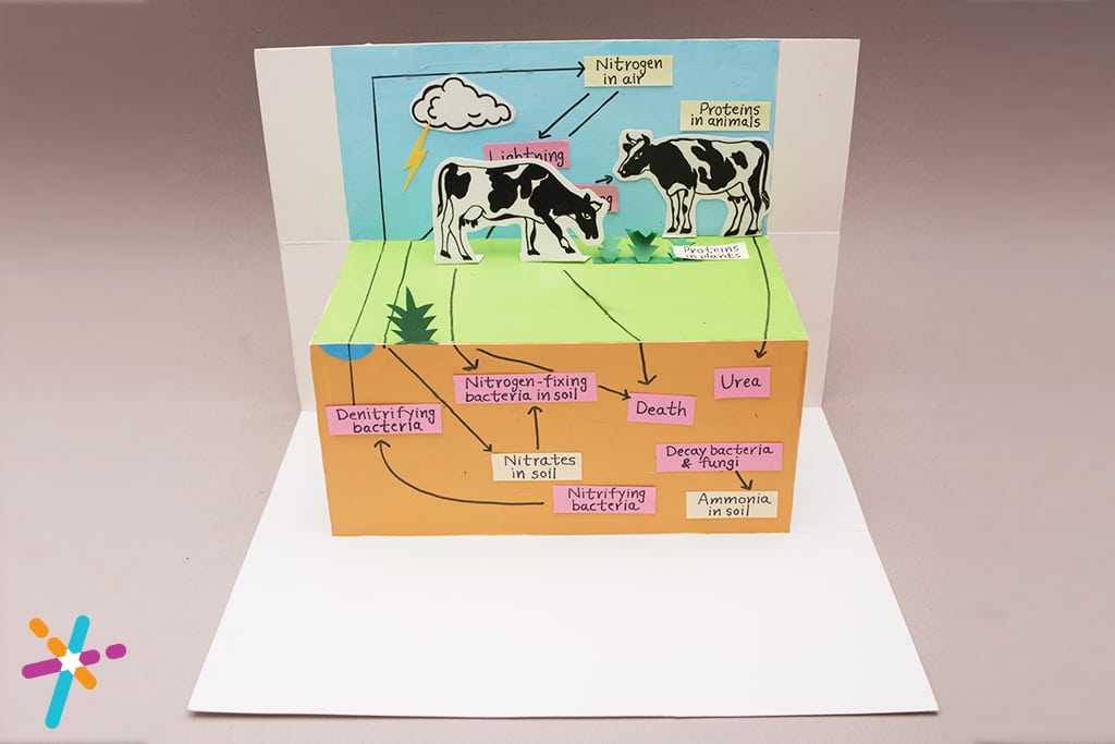 Nitrogen Cycle Science Project Activity for Students