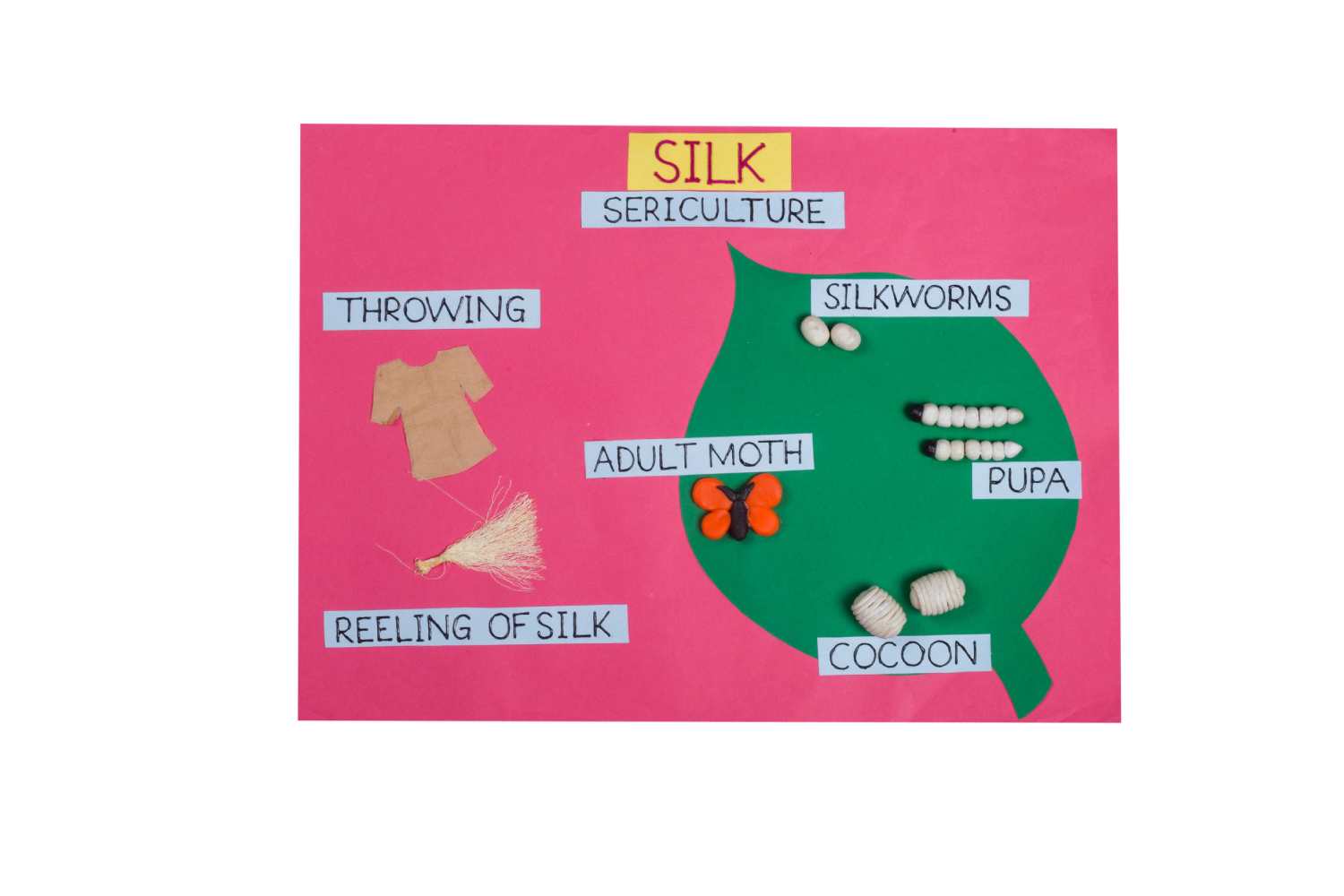 Silkworm Life Cycle Model by using Material Of Daily Use