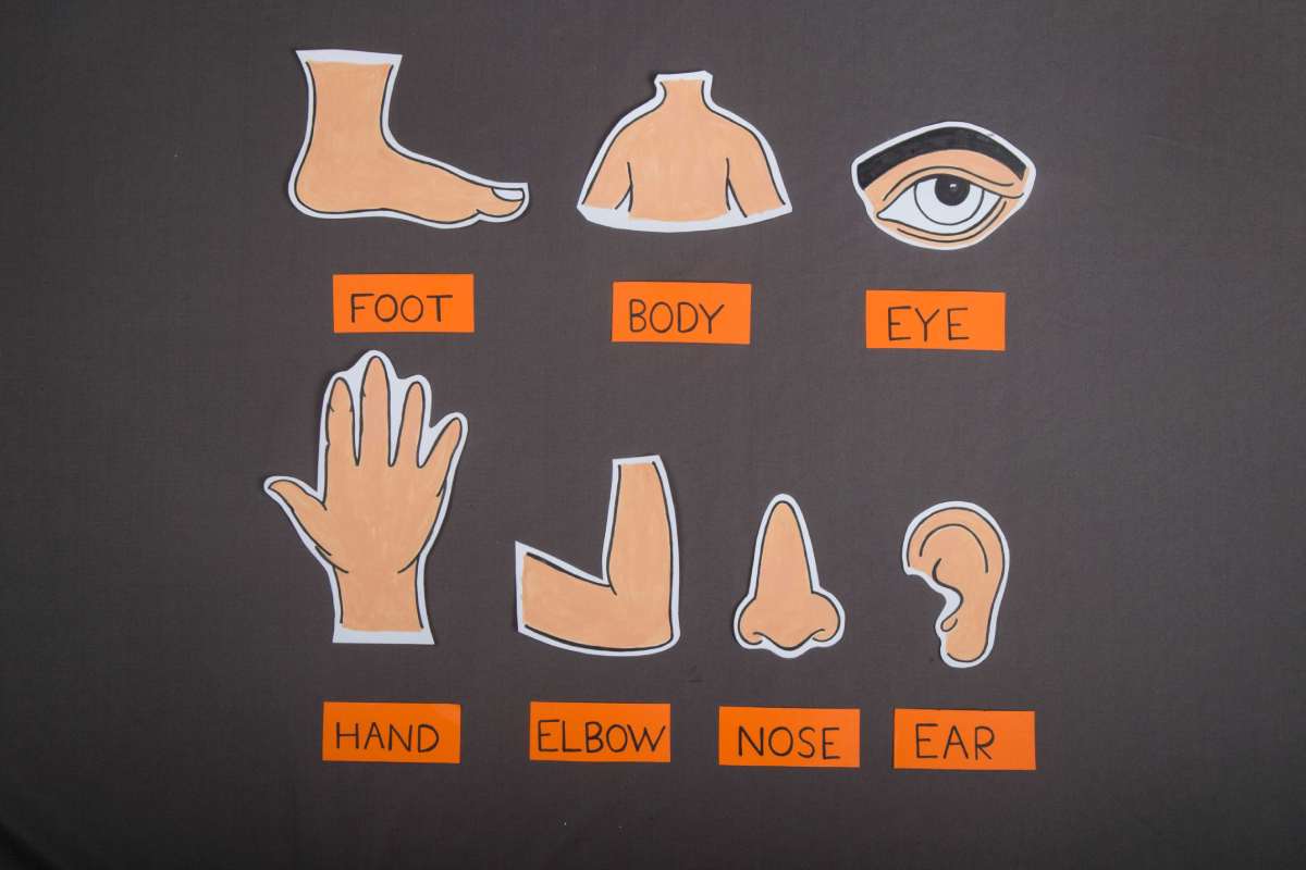 Make Different human body parts art and crafts for preschool & Kindergarten