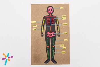 Learn How to Make a Skeletal System Project Ideas for Kids