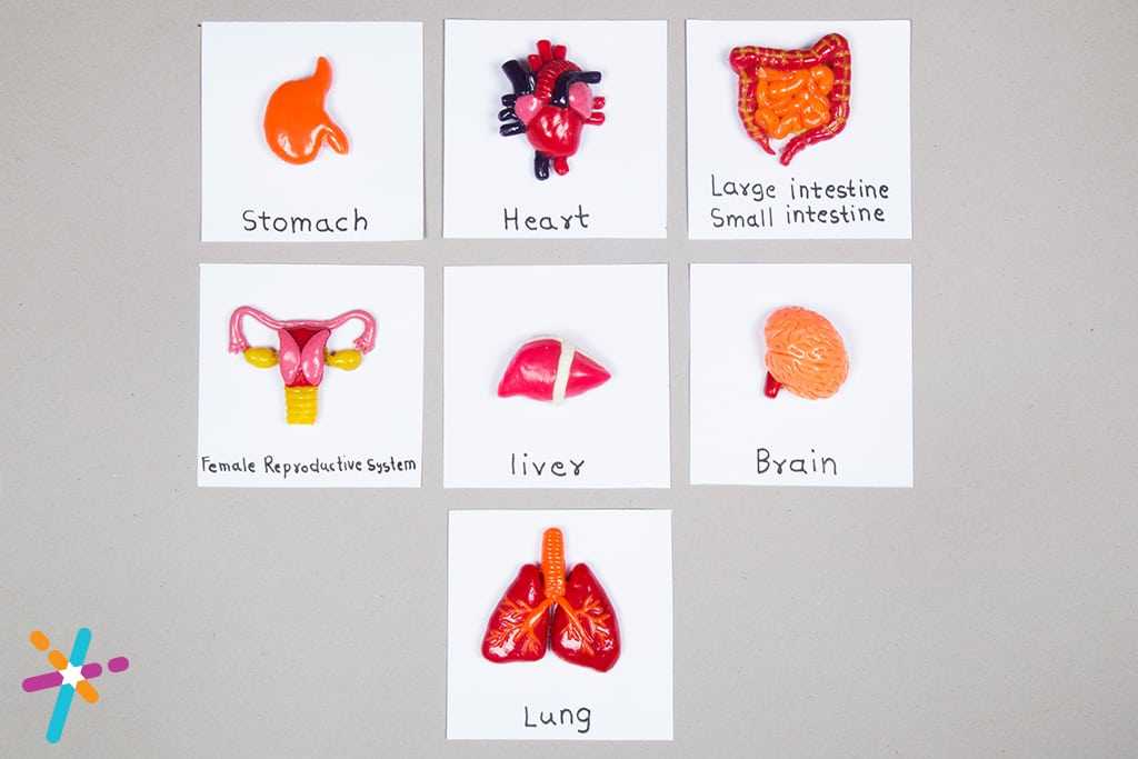 Wanna Draw an Internal Organ Human Model by using Colourful Clay 