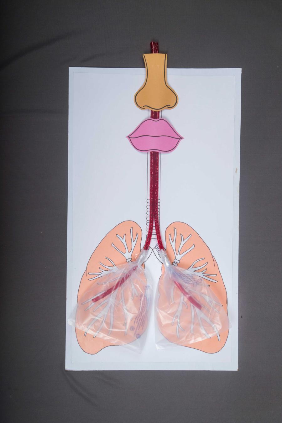 Making a Respiratory System Working Model | Body Parts Activities  