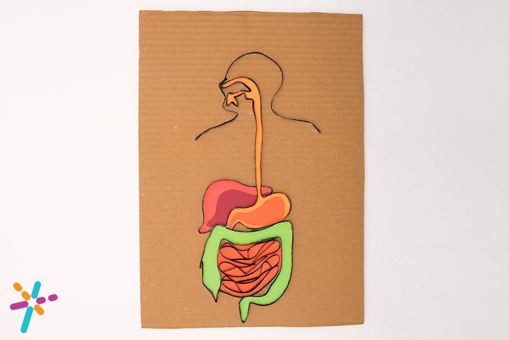 Make a simple digestive system craft activity for kids to learn the organs