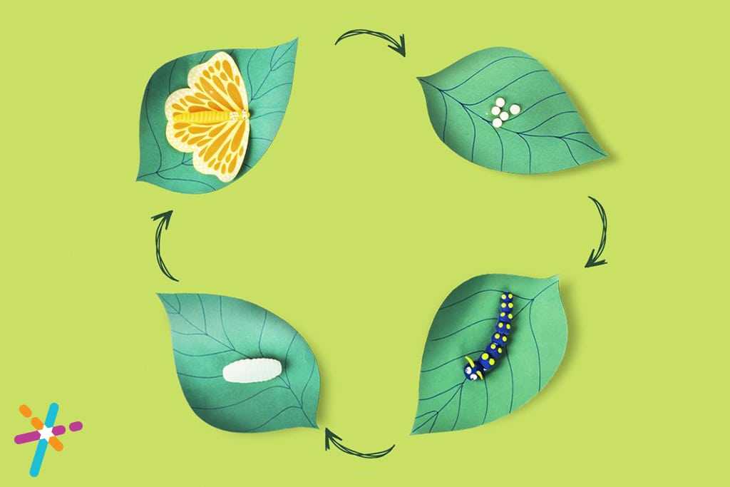 Create a simple Butterfly Metamorphosis science activity for kids