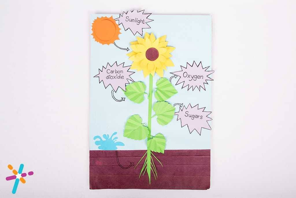 Make a Photosynthesis Science Craft Activity with Paper