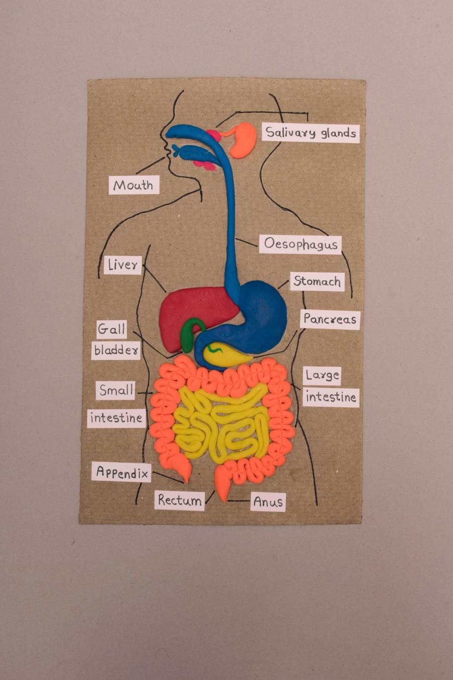 Make a Human Digestive System Clay Model to Understand the Different Body Parts of Organs