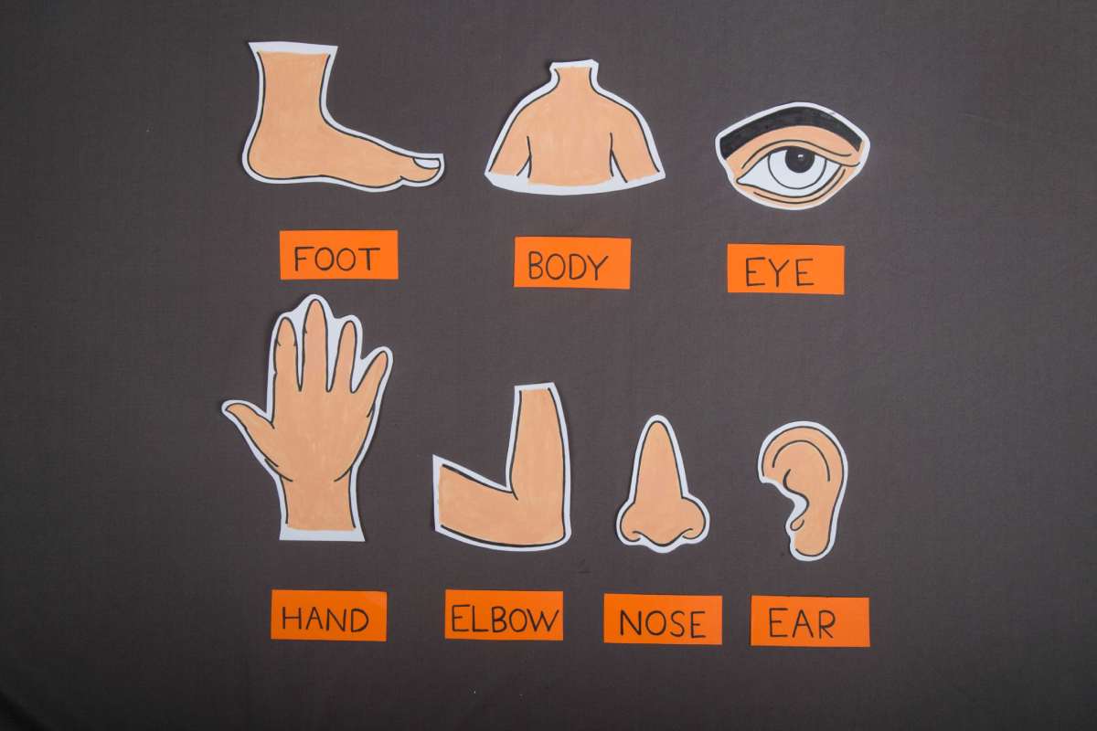 Human Body Part Science Craft Project