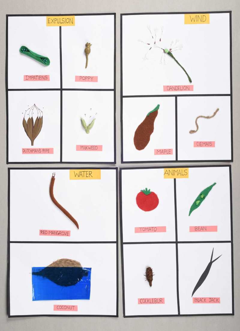 Dispersal of Seeds Paper Craft Activity for kids