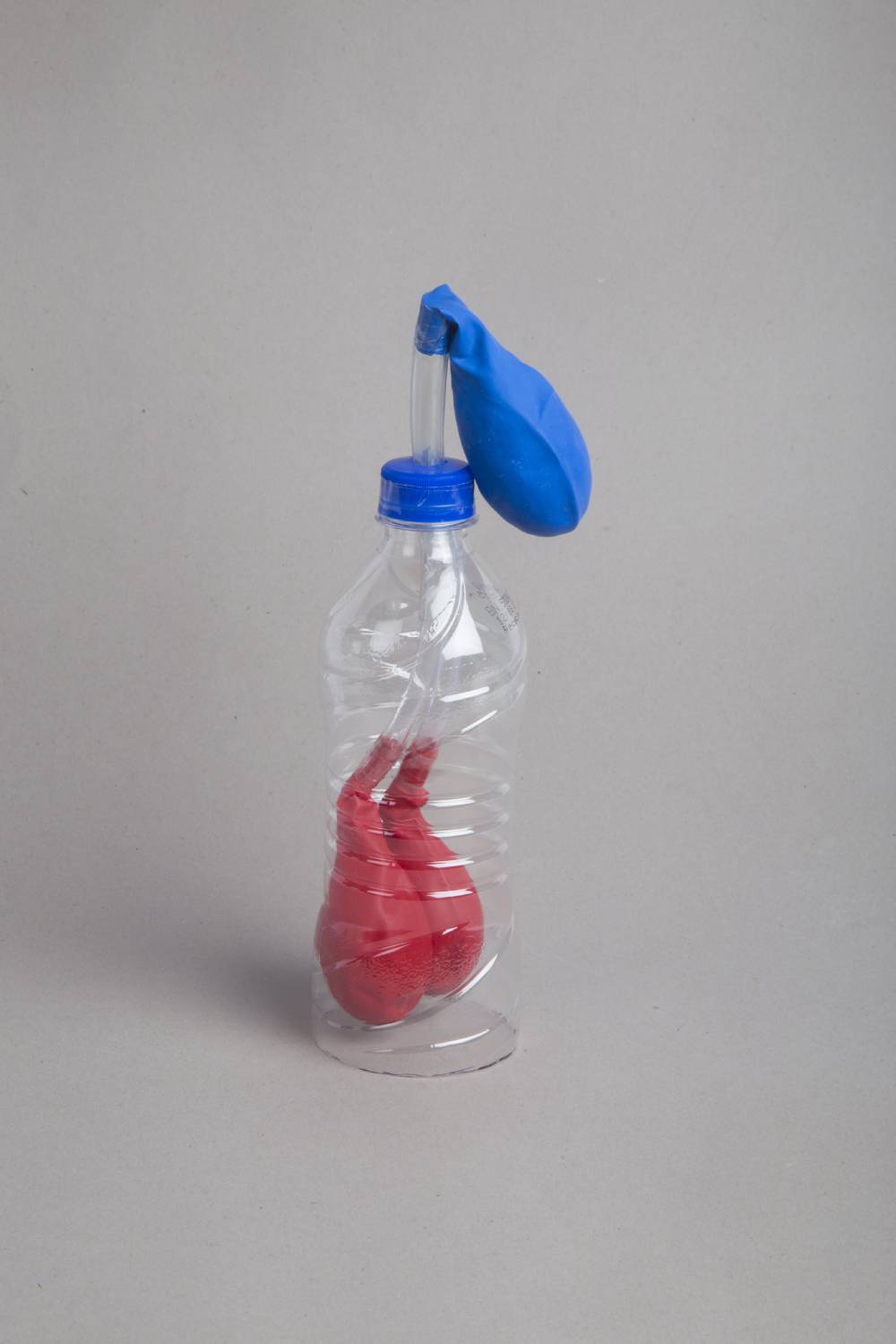 Make a Science Respiratory System Working Model to understand the breathing concepts