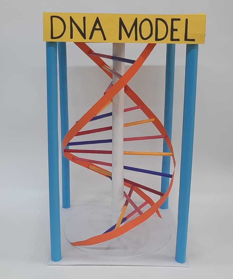 Learn How to Make a DNA Model with chart paper & Model sticks
